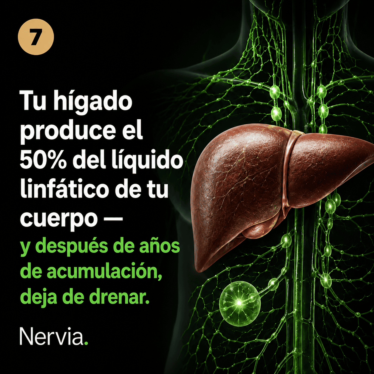 Nervia™ Drenaje Hepático — Desbloquea la red linfática de tu hígado